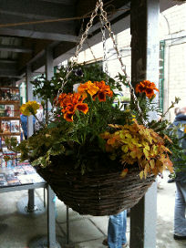 Hanging baskets for a splash of colour