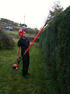 trimming hedge
