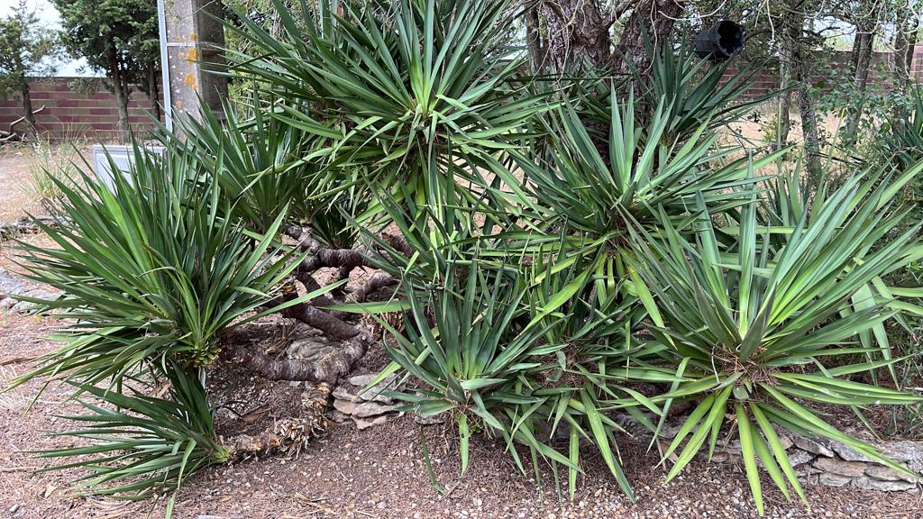 pruned yuccas